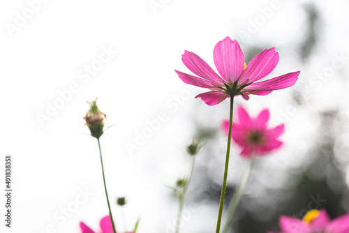 Pink Sulfur Cosmos  flowers blooming on a garden plant blurred green leaves in the backdrop bokeh from incoming light perfect as background image  is white light behind it