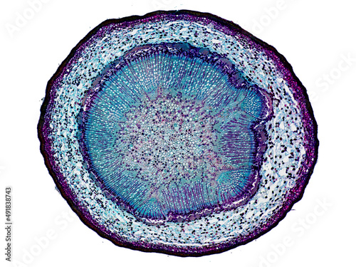 cross section cut slice of plant stem under the microscope – microscopic view of plant cells for botanic education
