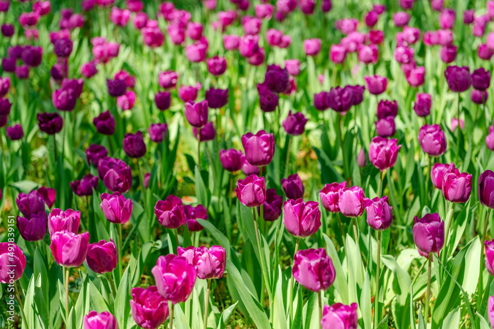 blooming spring tulips flower like background in the park, floral background blooming spring tulips flower like background in the park, floral background