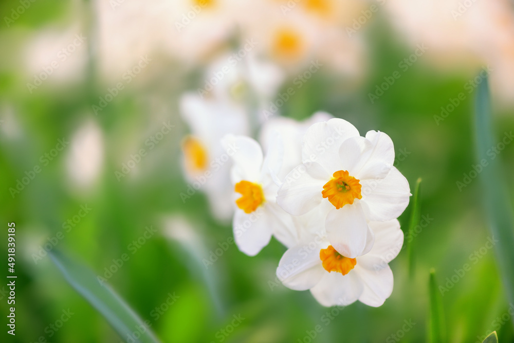 blooming spring daffodils flower like background in the garden, floral background blooming spring daffodils flower like background in the garden, floral background