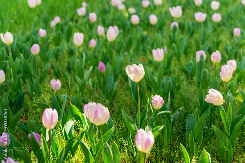 blooming spring gentle pink tulips flower like background in the park, floral background