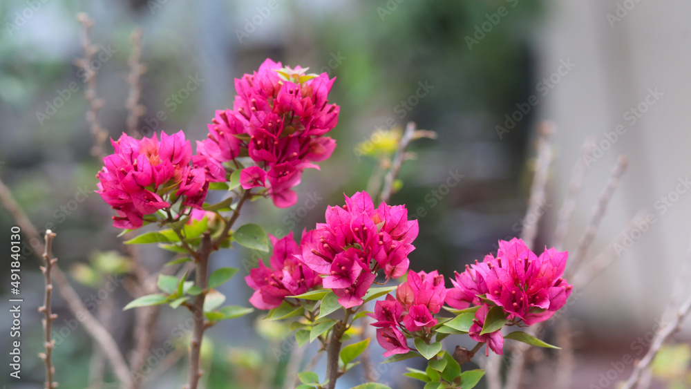 pink colour Frech bougainvillea spectabilis pink colour Frech bougainvillea spectabilis