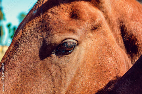 The eye of a brown horse. Long eyelashes. Sad look.