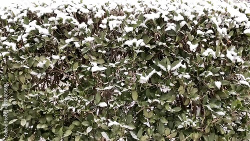 雪 葉 スローモーション