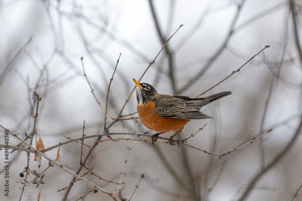 American robin (Turdus migratorius) , birds that came from the south, looking for food in the snow in the park. American robin (Turdus migratorius) , birds that came from the south, looking for food in the snow in the park.
