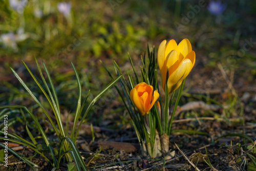 Yellow crocus flowers on a meadow in the spring