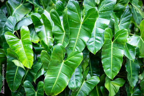 Philodendron Philodendron burle marx leaves texture