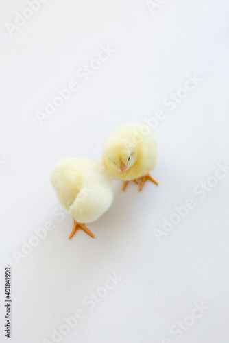 Two little yellow chicks on a white background