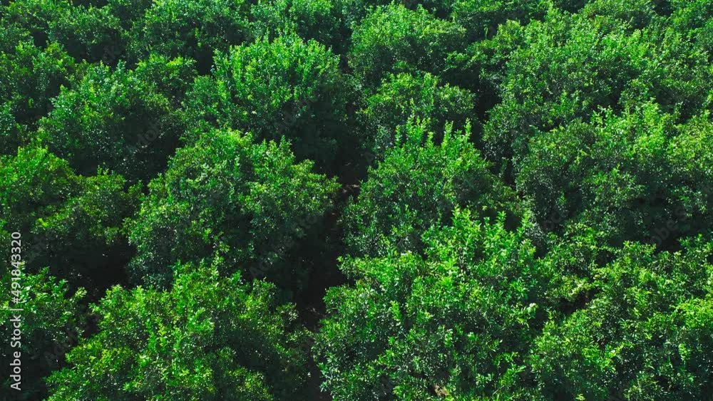 orange trees plantation aerial view in Turkey. Aerial views over top of rows of orange trees in plantation. Growing fruit trees. Rows of trees grow. The aerial view on orchard of trees
orange trees plantation aerial view in Turkey. Aerial views over top of rows of orange trees in plantation. Growing fruit trees. Rows of trees grow. The aerial view on orchard of trees