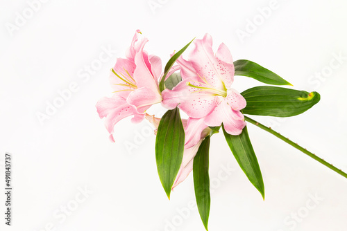 lilies on a white background close-up