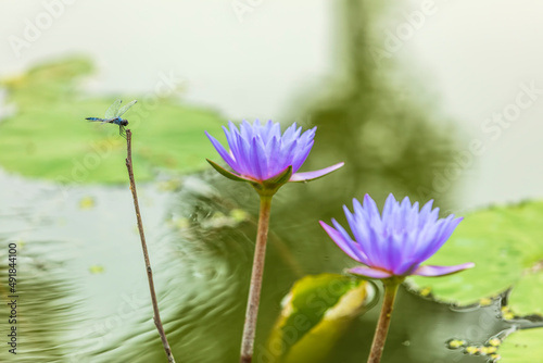 Lotuses and dragonflies