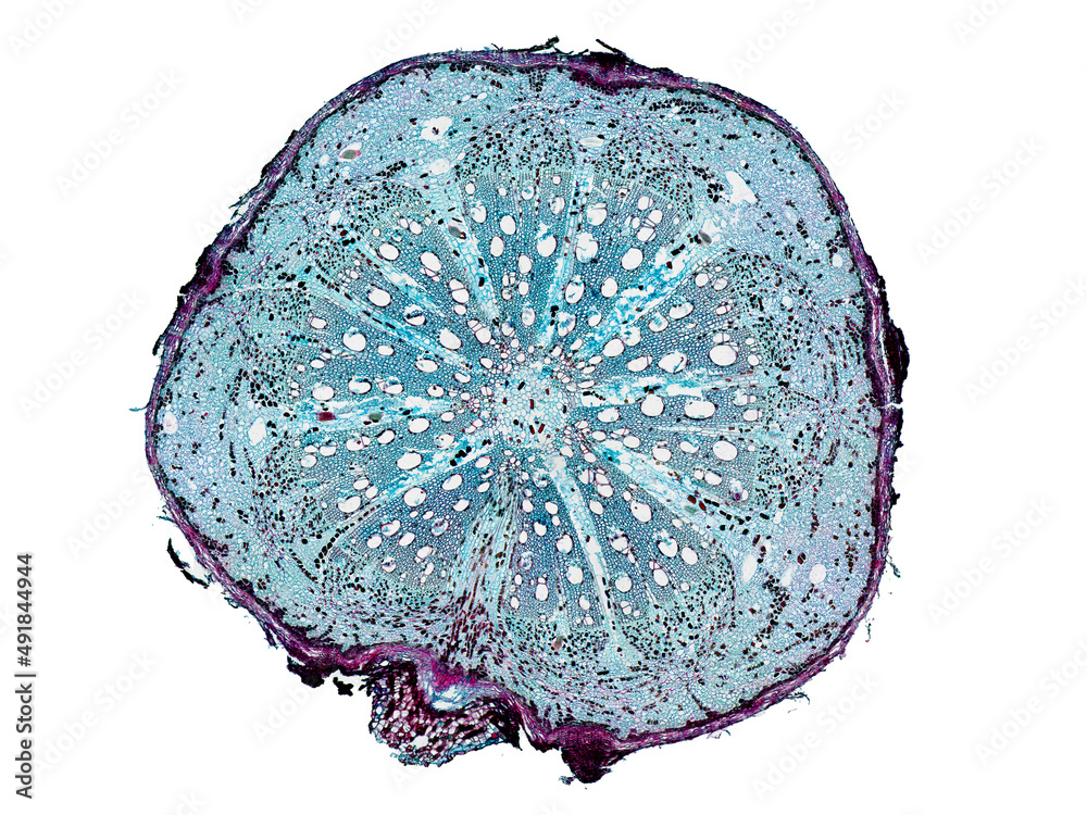 cross section cut slice of plant stem under the microscope ...