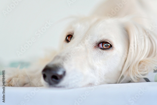 Amazing and intensive dog eyes of a purebred adorable white saluki / Persian greyhound. A happy, relaxed female dog at home in Finland