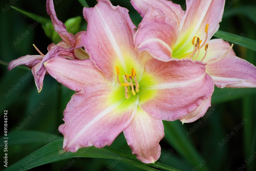 Pink and Yellow Daylily Pink and Yellow Daylily