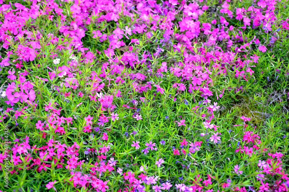 close-up of beautiful garden bed, pink, purple, lilac undersized flowers of aubrieta perennial sway in wind, concept of natural essential oils, lilac background for relaxation, gardening concept