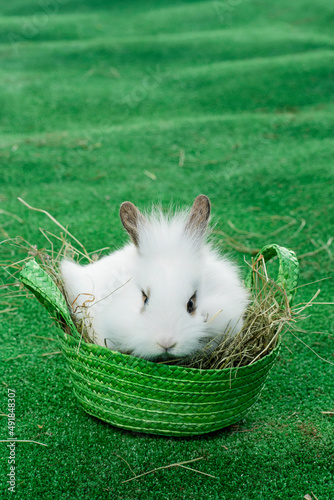 Weißer Hase im Nest photo