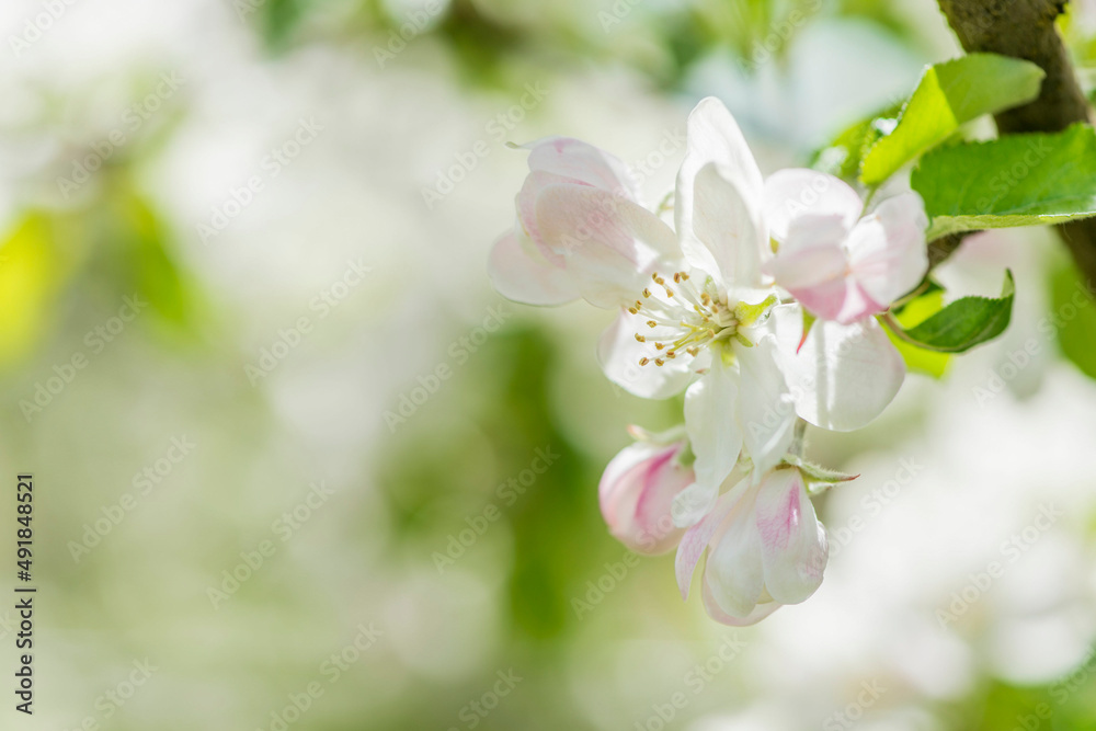 Fototapeta premium Apfelblüte im Frühling