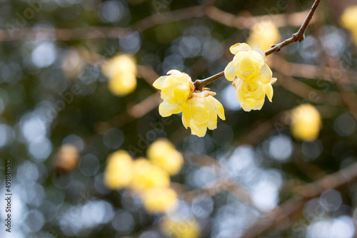 蝋梅のアップ robai photo