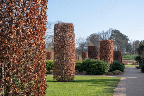 Copper beech columns designed by Tom Stuart-Smith in the Bicentenary Glasshouse garden at RHS Wisley, near Woking Surrey.  photo