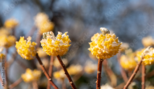 Yellow and white flowers of the Edgeworthia chrysanthia grandiflora deciduous shrub. Photographed in Wisley, Surey UK. photo