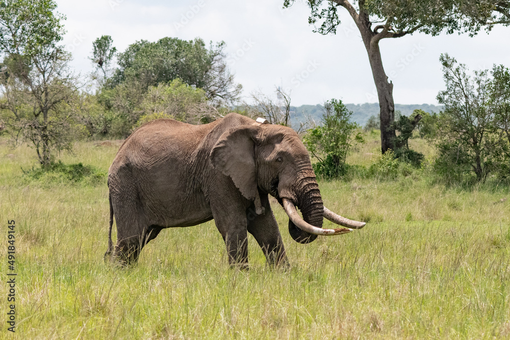 Naklejka premium African elephant with tracking collar