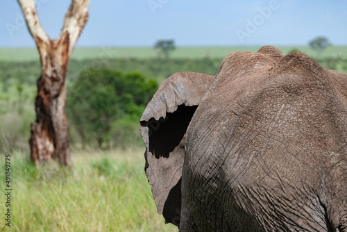 Photography looking over an elephants shoulder