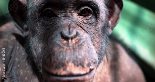 2 chimpanzee face shot up close