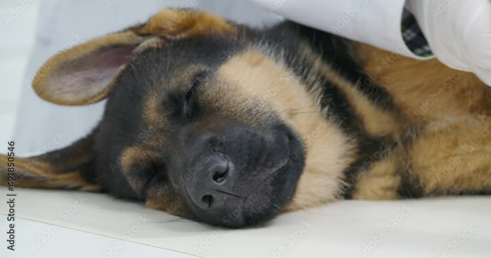 Close up of german shepherd puppy sleeping at vet clinic while competent doctor in sterile gloves doing check up. Health treatment of domestic animals. Close up of german shepherd puppy sleeping at vet clinic while competent doctor in sterile gloves doing check up. Health treatment of domestic animals.