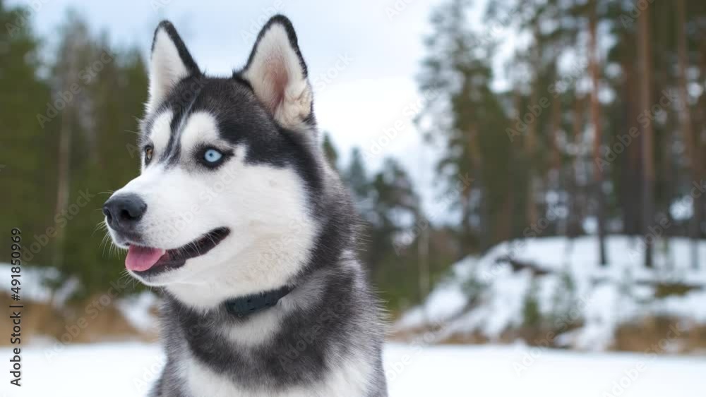 Portrait of Laika Husky on the background of the forest Portrait of Laika Husky on the background of the forest