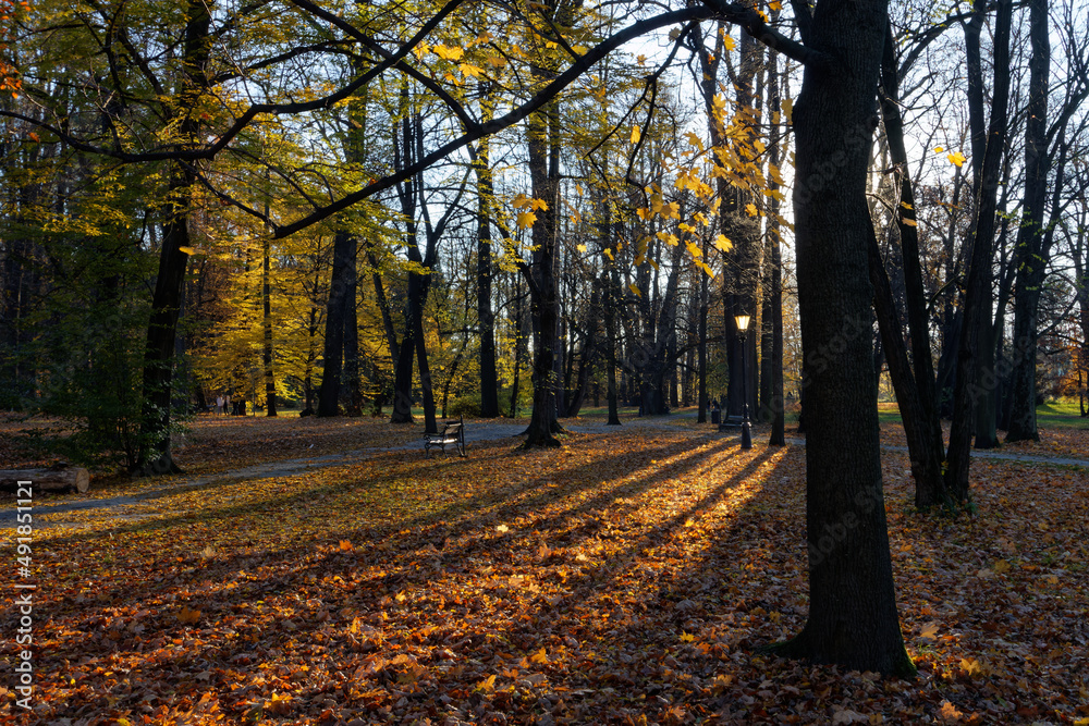 Jesienny park przed zachodem słońca