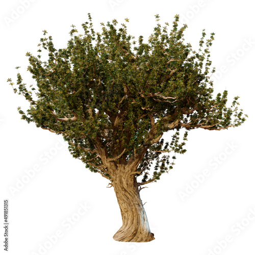 3D Rendering Olive Tree on White