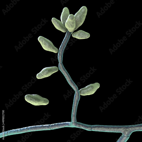 Microscopic mold fungi Curvularia photo