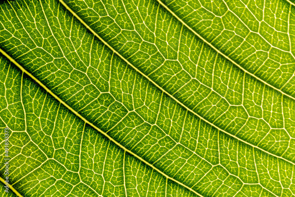 Abstract closeup green leaf texture background Abstract closeup green leaf texture background