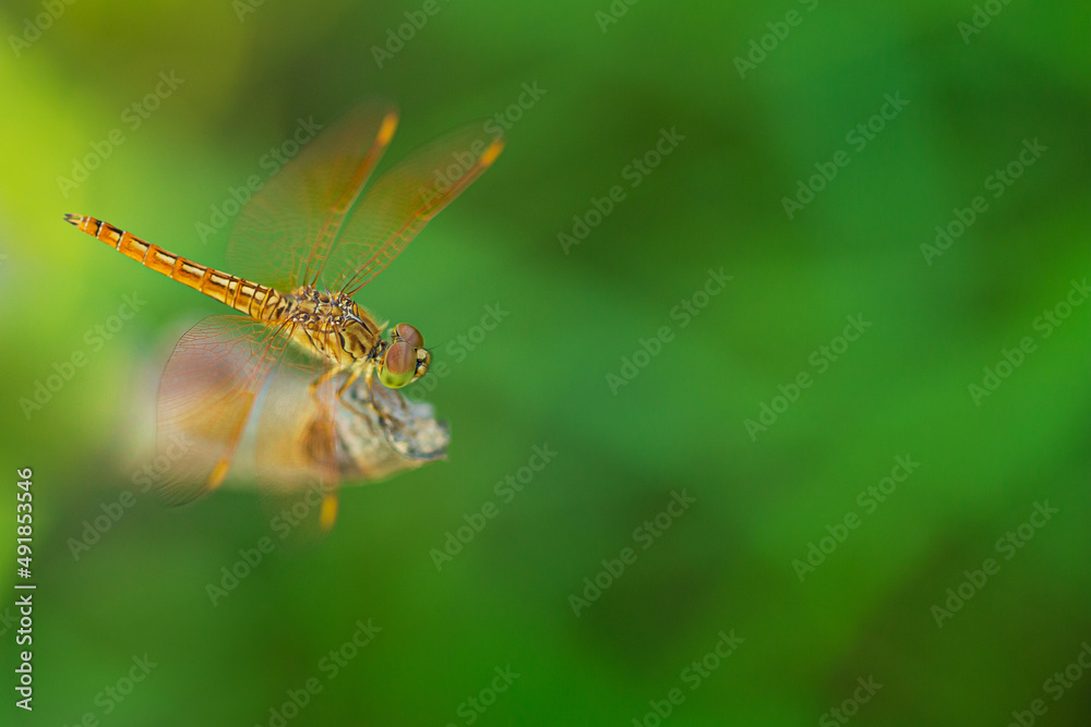 This blush green dragonfly is very beautiful, combined with a green background space illuminated by natural sunlight makes it more beautiful in view