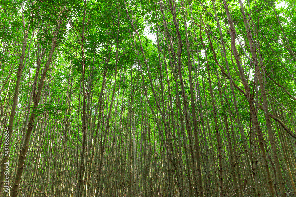 Beautiful green forest raining day Beautiful green forest raining day