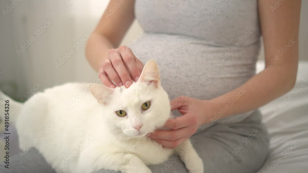 Pregnant woman is petting her pet. Gentle handling of the cat. The ...