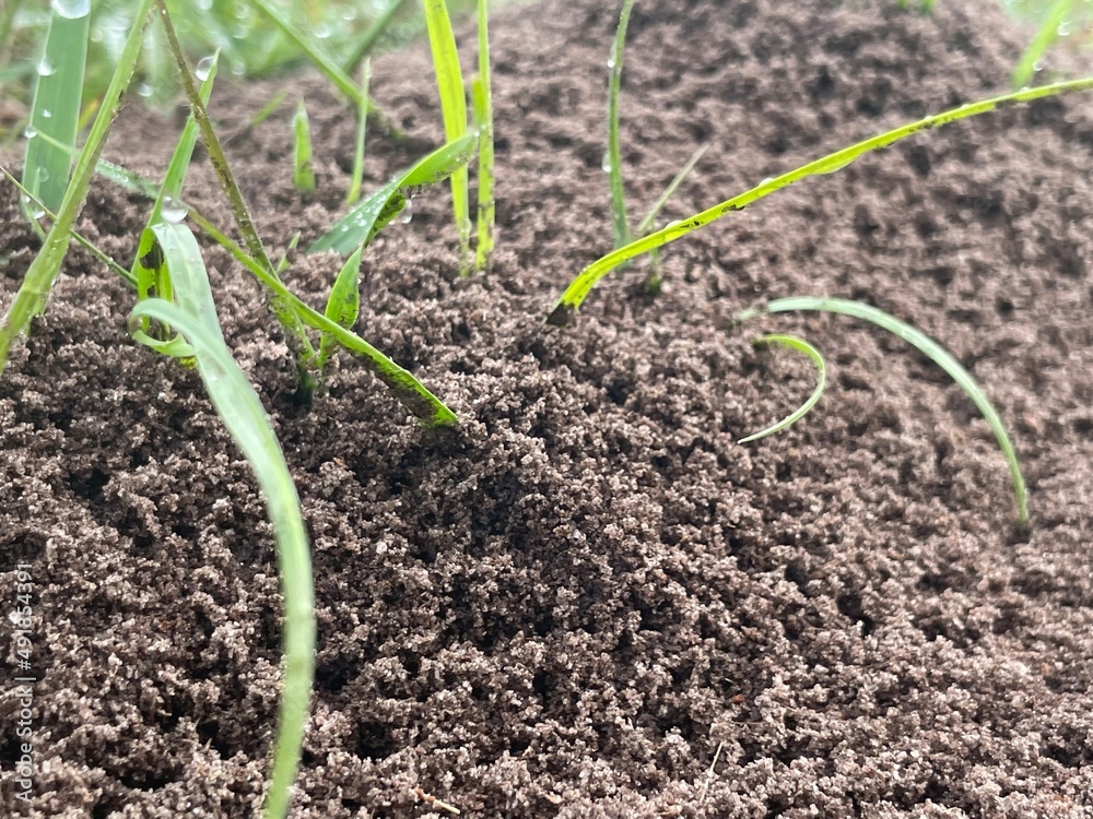 onion in the ground onion in the ground