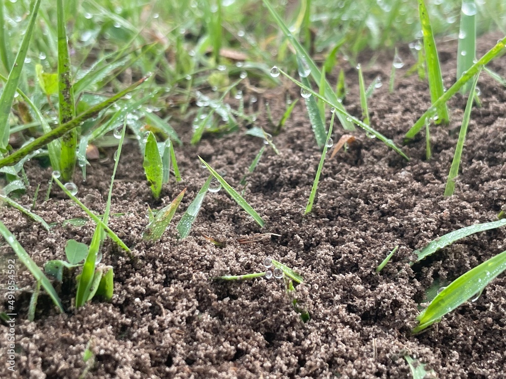 onions growing in the field onions growing in the field