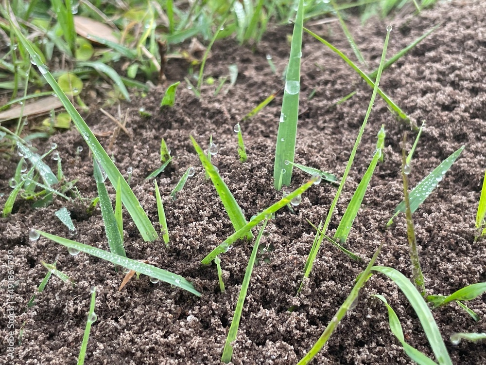 onion in the garden