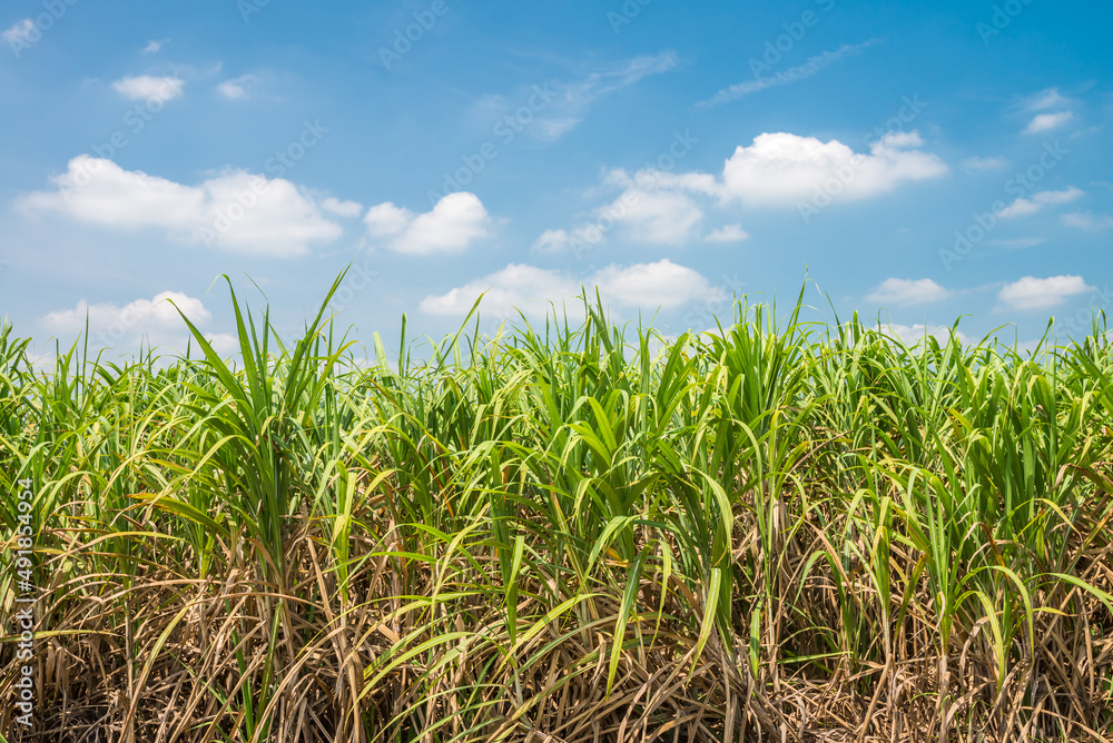 Agriculture sugarcane field farm with blue sky in sunny day background and copy space, Thailand. Sugar cane plant tree in countryside for food industry or renewable bioenergy power.