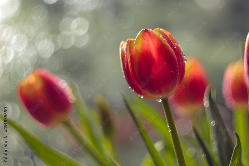 Obraz premium czerwone tulipany