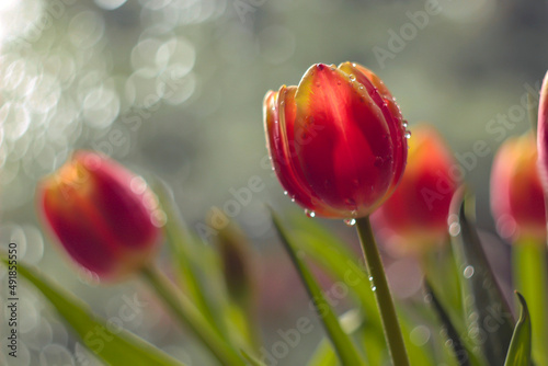 czerwone tulipany © Gabriela