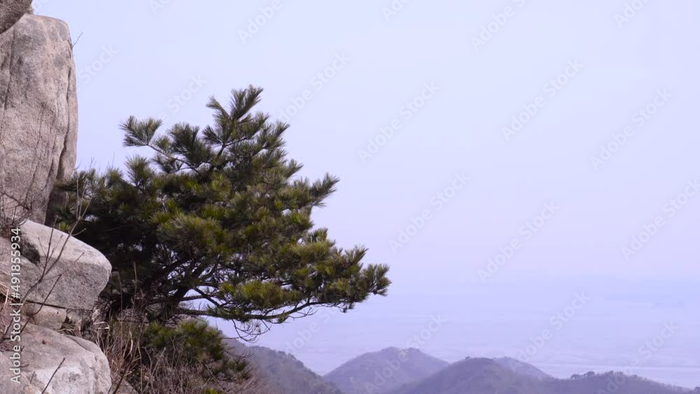 Pine tree at the top of the mountain swaying in the wind