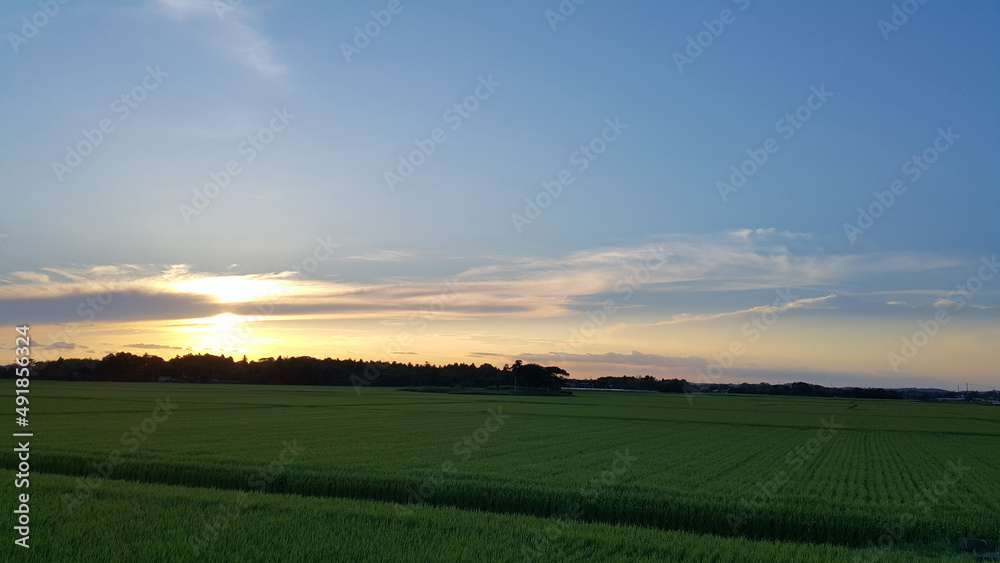 sunset over rice field, Kujukuri, Chiba Prefecture, Japan
