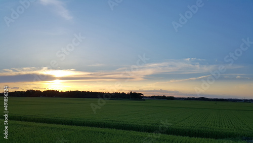 sunset over rice field, Kujukuri, Chiba Prefecture, Japan © EcoConceptStudio