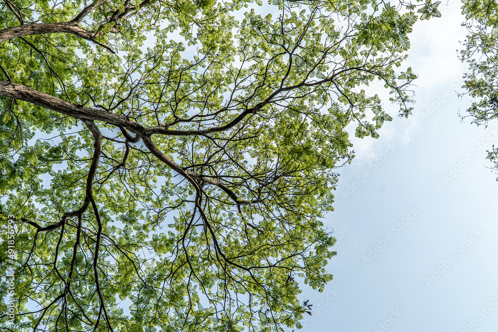 Obraz premium Under the big tree and with branch magnify