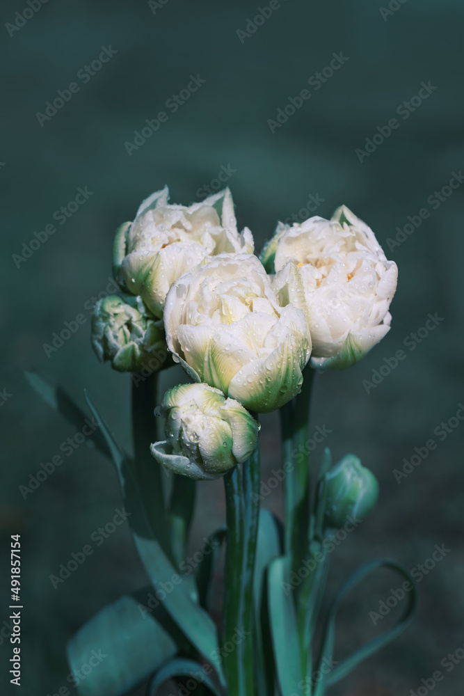 Naklejka premium białe tuipany w ogrodzie