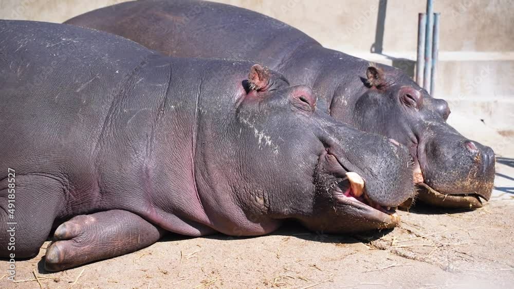 1 two hippos male and female resting and sleeping on the floor while sunbathing with large tusks taken close up 1 two hippos male and female resting and sleeping on the floor while sunbathing with large tusks taken close up