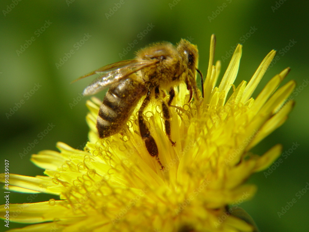Bee on a Flower Closeup Bee on a Flower Closeup
