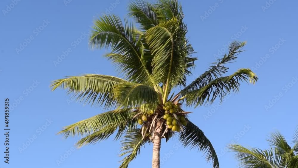Gorgeous palm tree with coconuts on blue sky background. Gorgeous palm tree with coconuts on blue sky background.